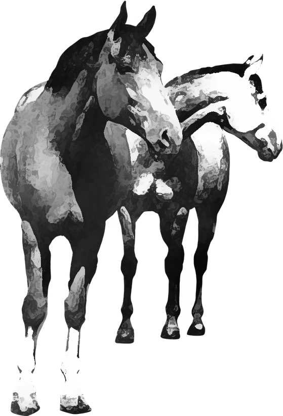 Centre équestre Poney Club & Écuries des 4 Temps, Razac-sur-l'Isle — deux chevaux